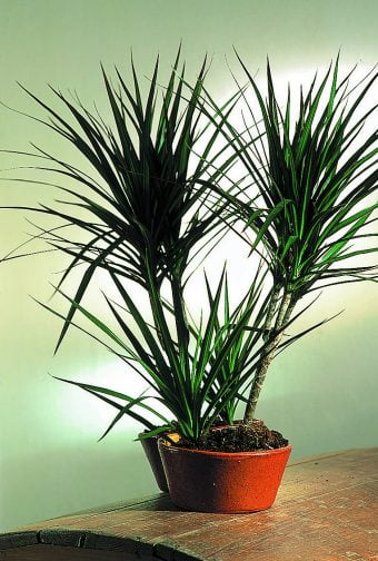 Kantdracena Dracaena marginata