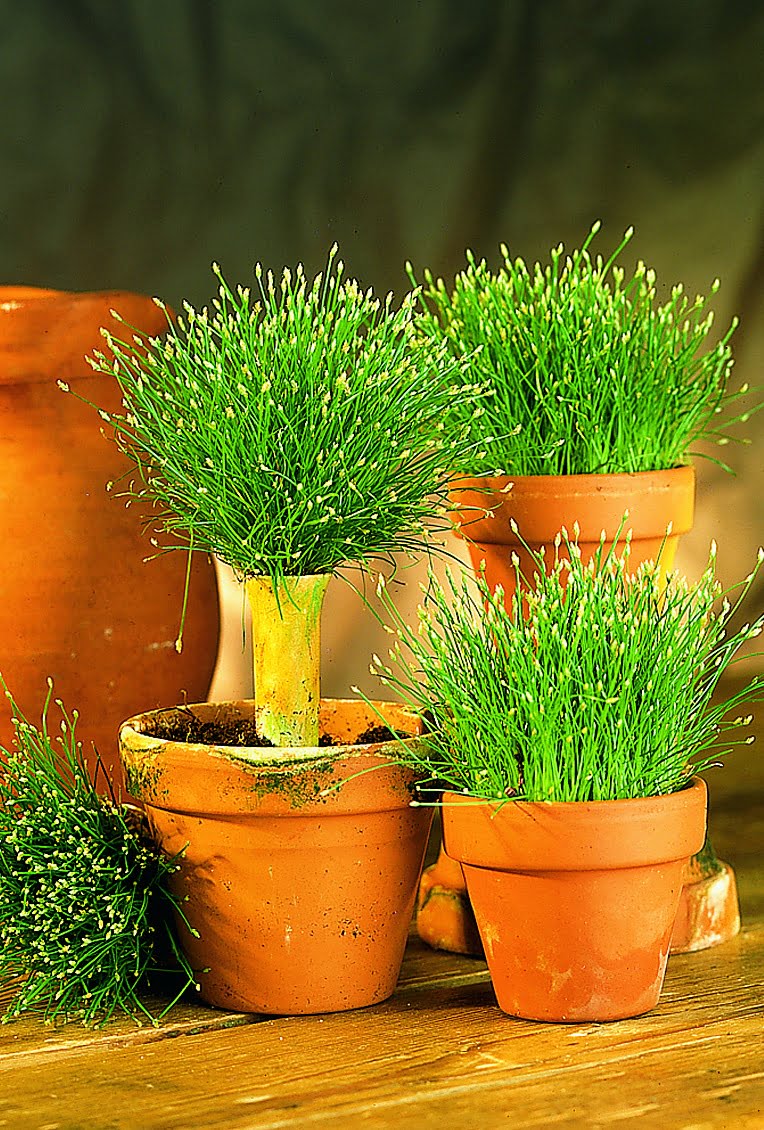 Nålsäv Eleocharis acicularis