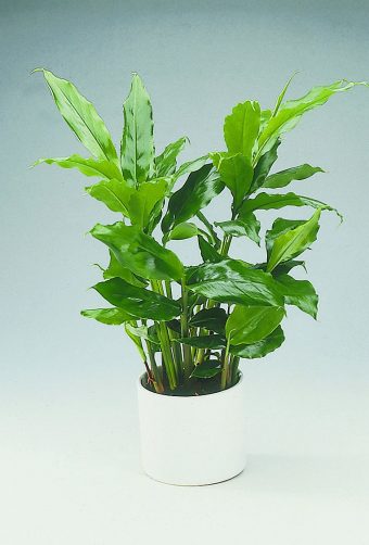 Kardemumma Elettaria cardamomum