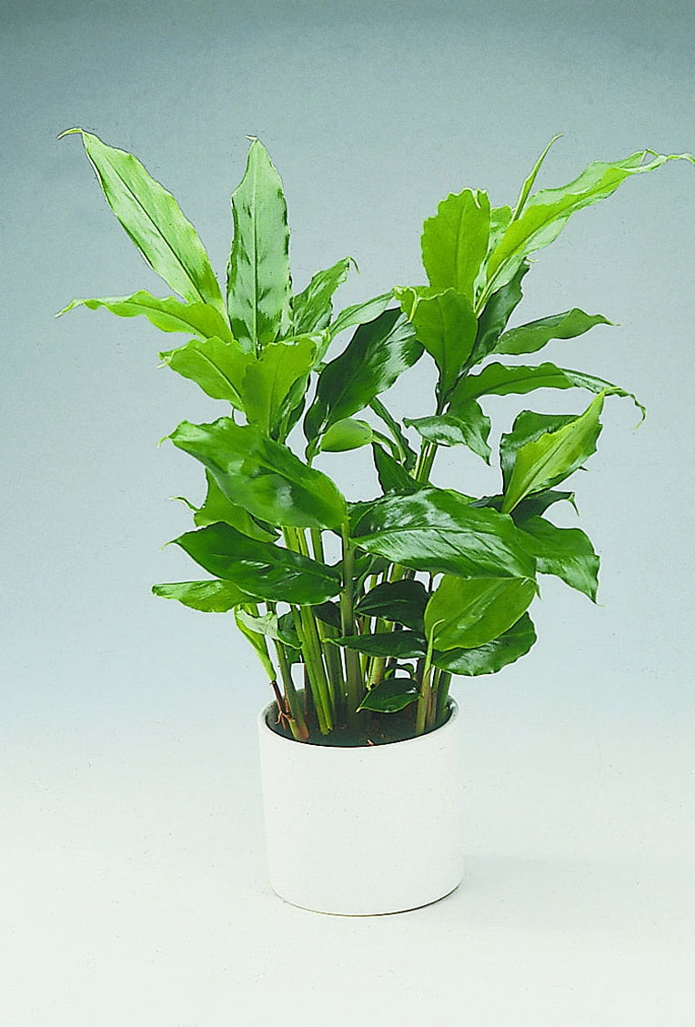Kardemumma Elettaria cardamomum