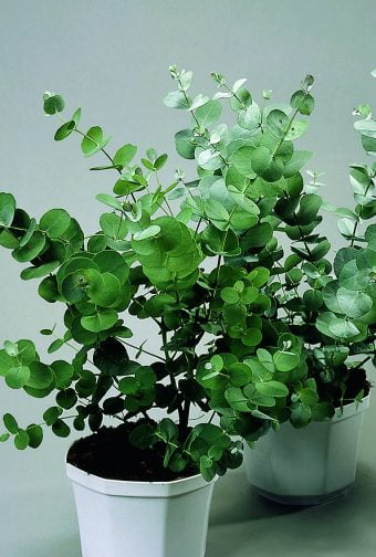 Eukalyptus Eucalyptus