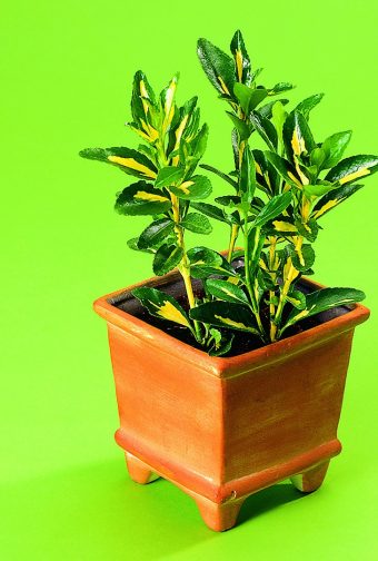 Japansk benved Euonymus japonica