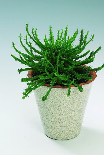 Medusahuvud Euphorbia caput-medusae