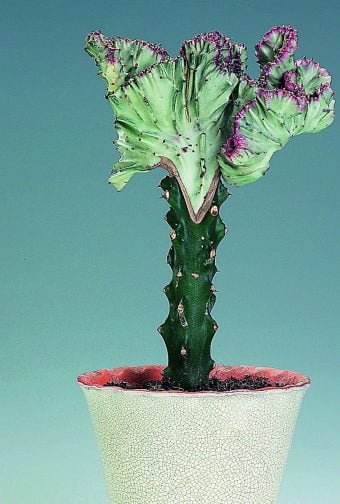 Marmor euforbia Euphorbia lactea
