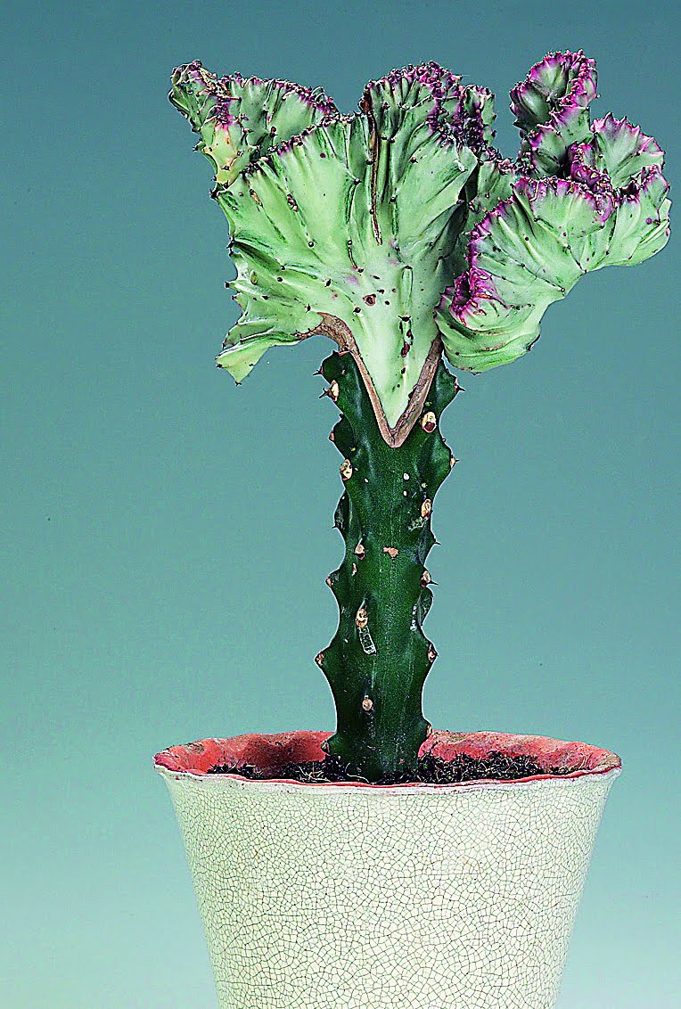 Marmor euforbia Euphorbia lactea