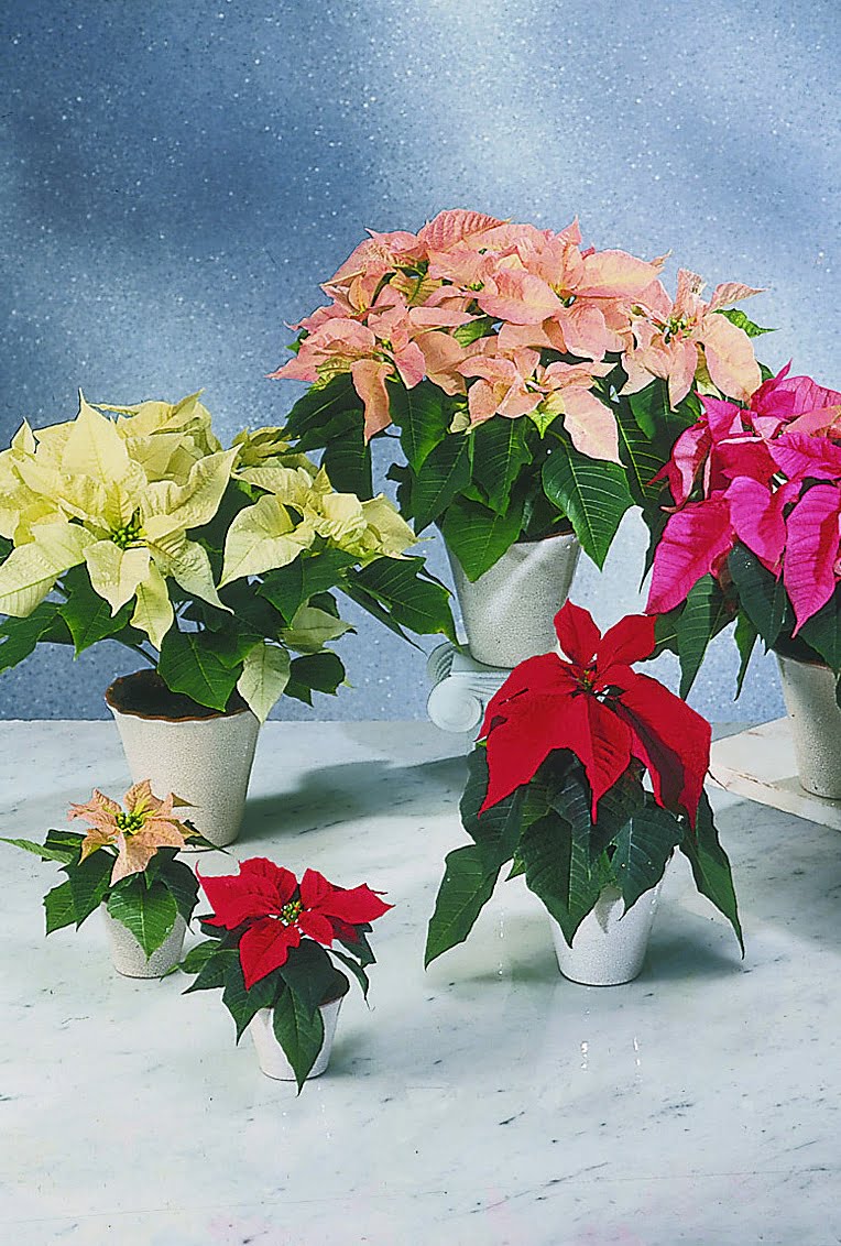 Julstjärna Euphorbia pulcherrima