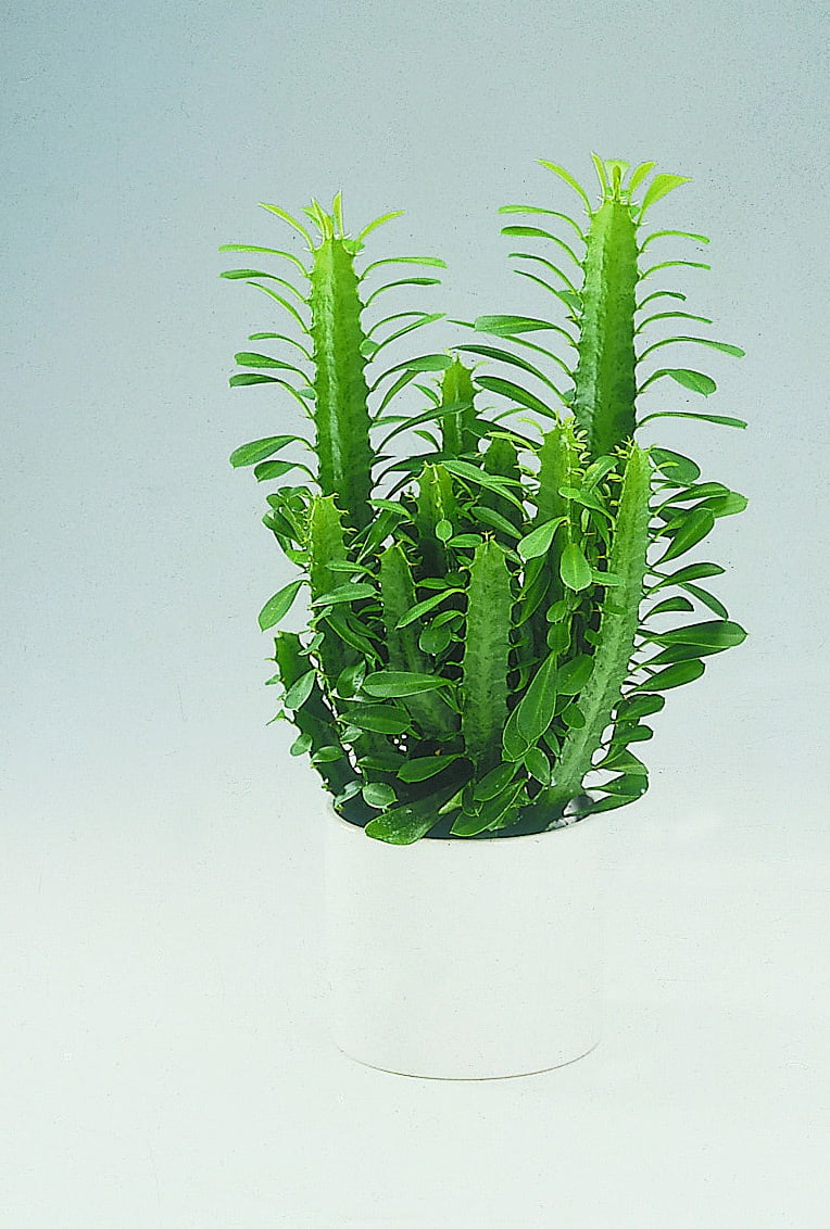 High Chaparall Euphorbia trigona