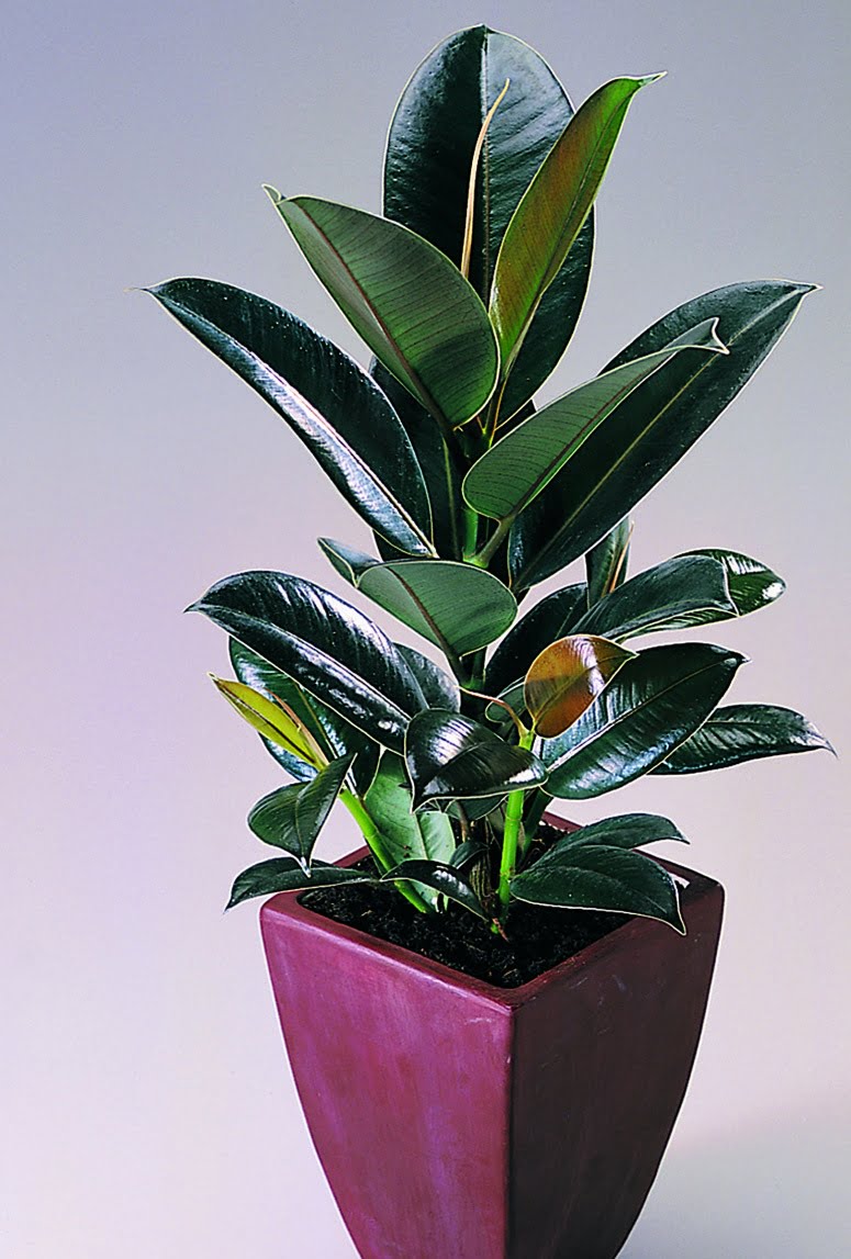 Fönsterfikus Ficus elastica