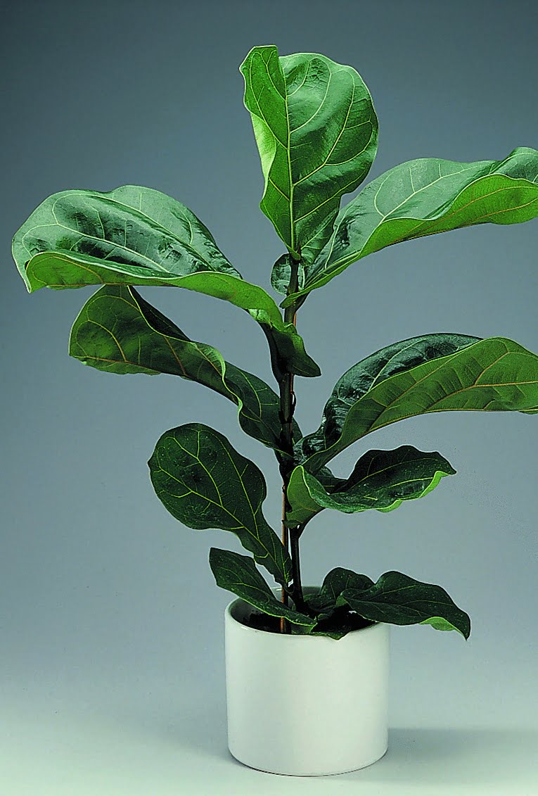Fiolfikus Ficus lyrata