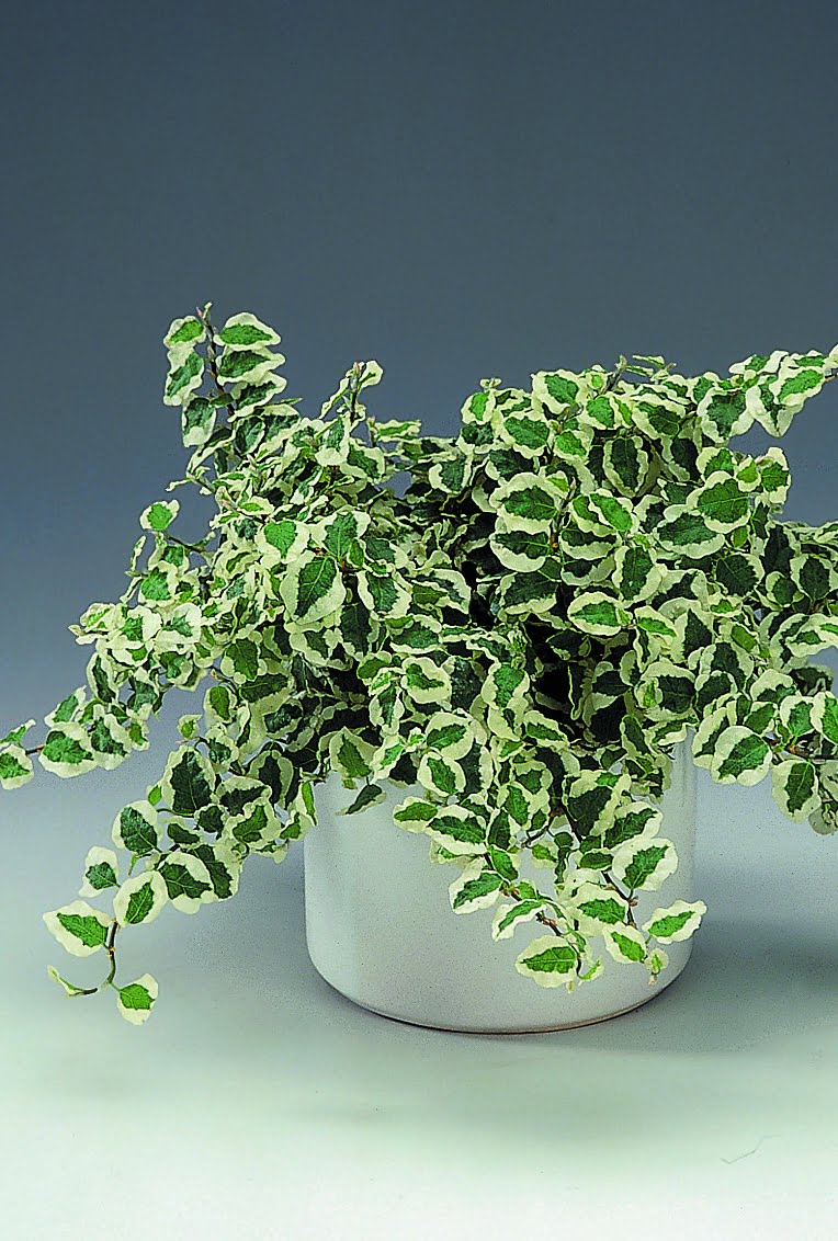 Hängfikus Ficus pumila