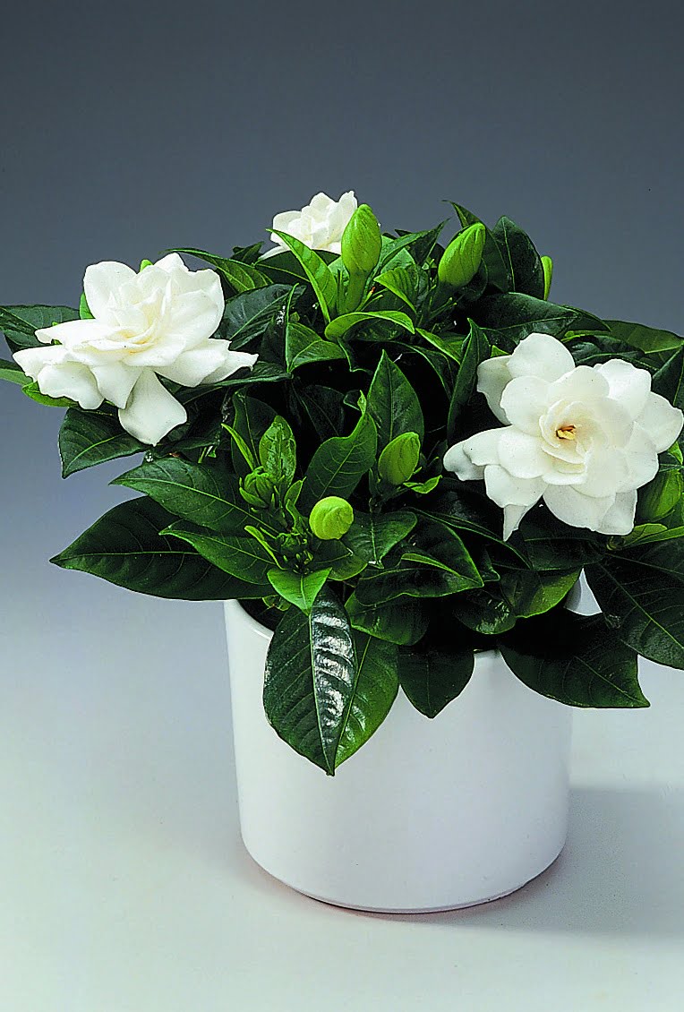 Gardenia Gardenia jasminoides