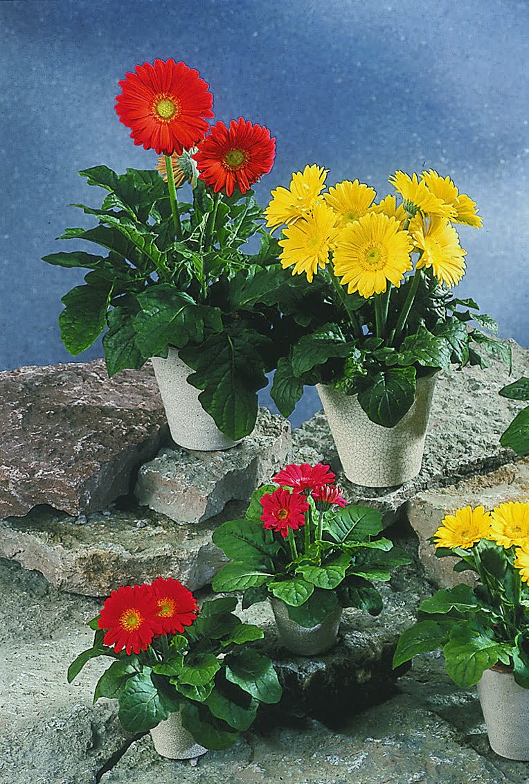Gerbera Gerbera hybrida
