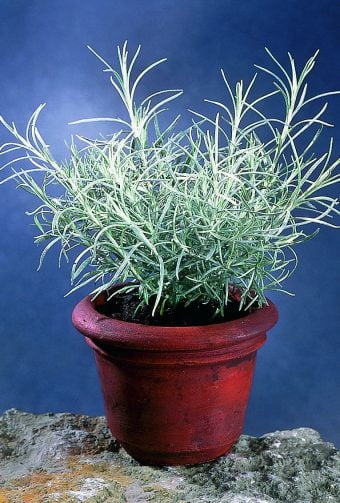 Curryeternell Helichrysum italicum