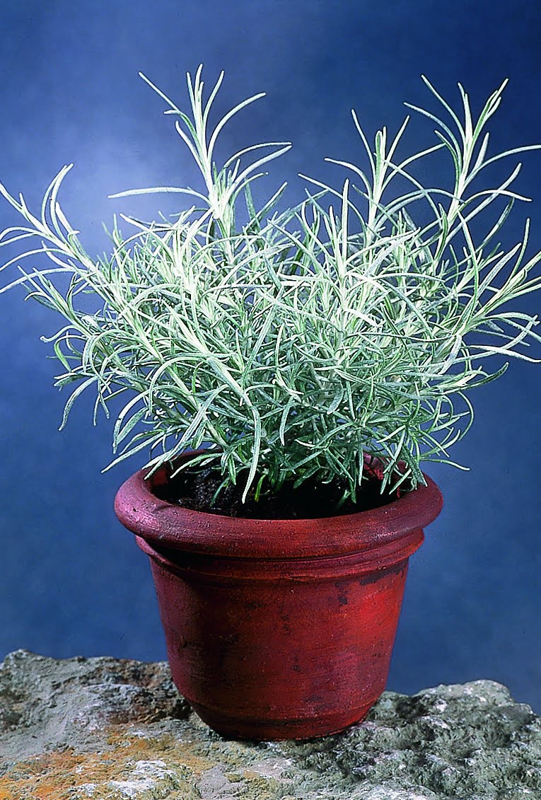 Curryeternell Helichrysum italicum