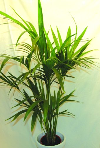 Kentia-palm Howeia forsteriana