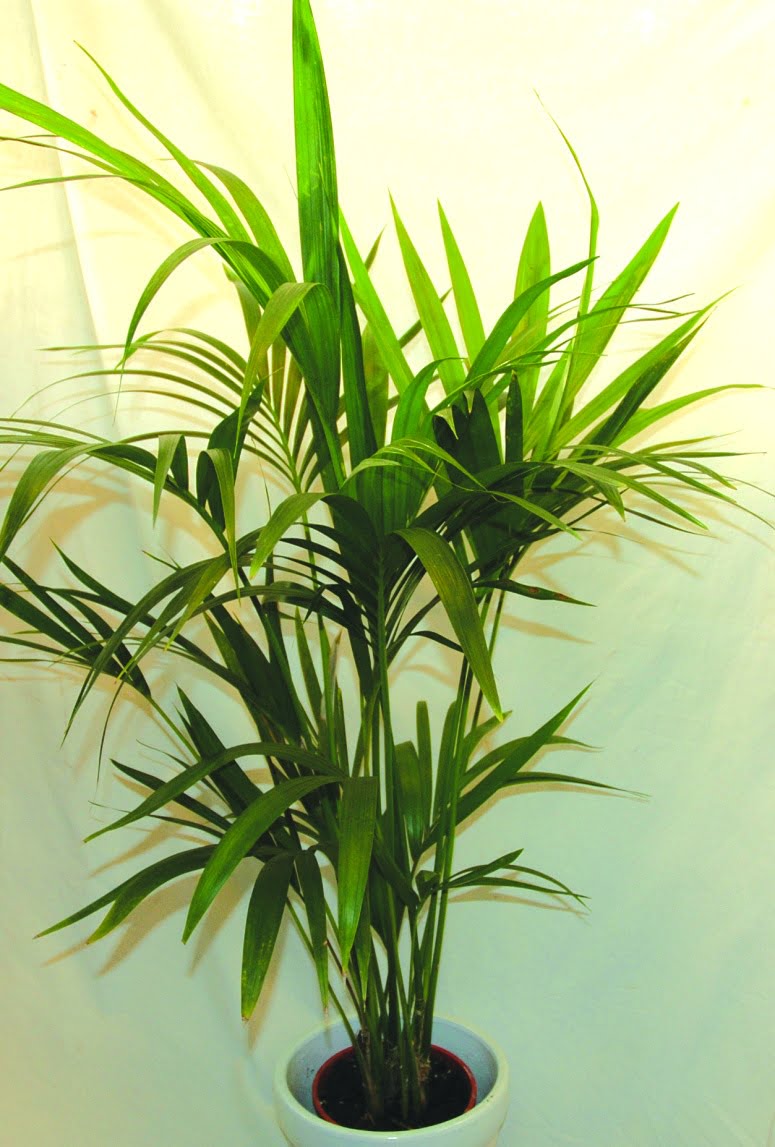 Kentia-palm Howeia forsteriana