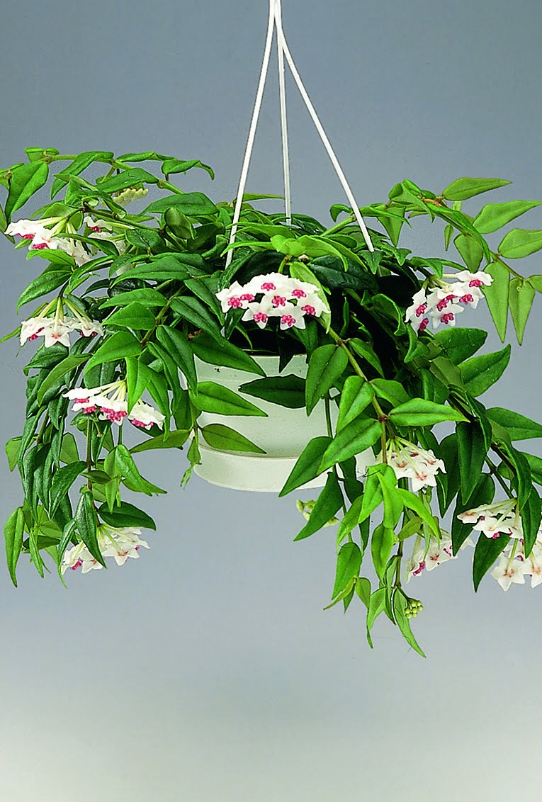 Liten porslinsblomma Hoya bella