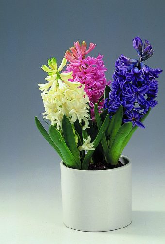 Hyacint Hyacinthus orientalis