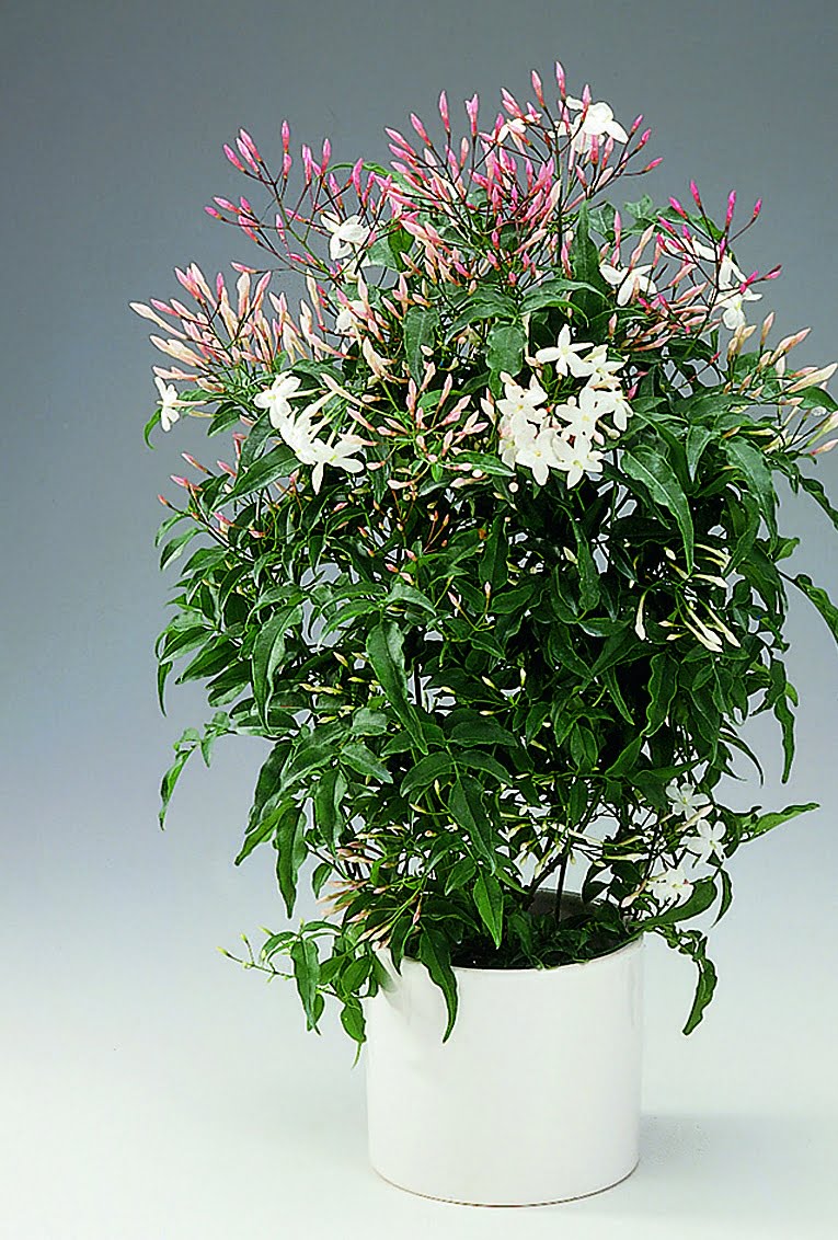 Vippjasmin Jasminum polyanthum