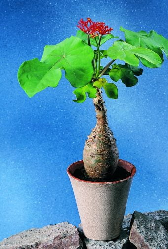 Flaskfot Jatropha podagrica