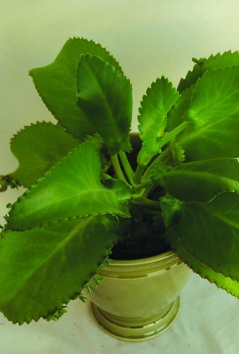 Livsblad Kalanchoe daigremontana