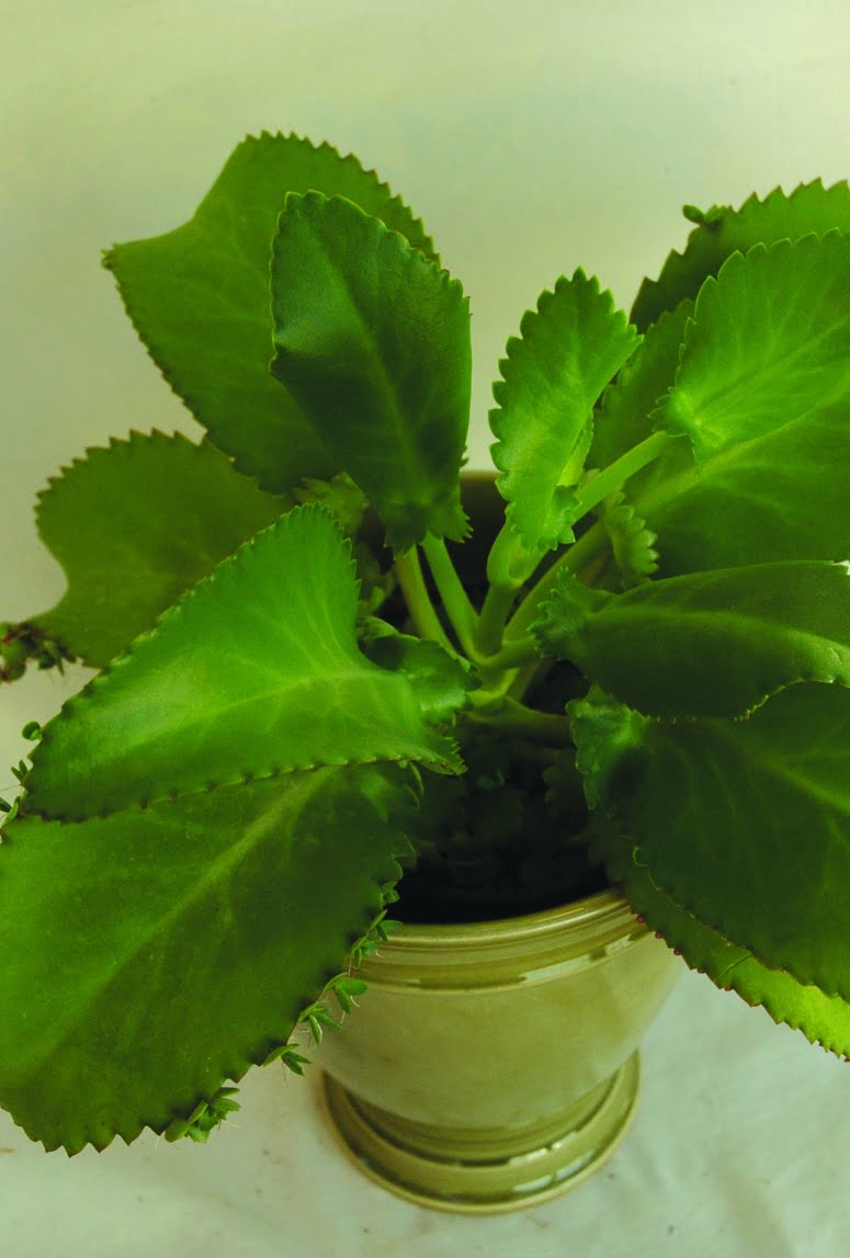 Livsblad Kalanchoe daigremontana