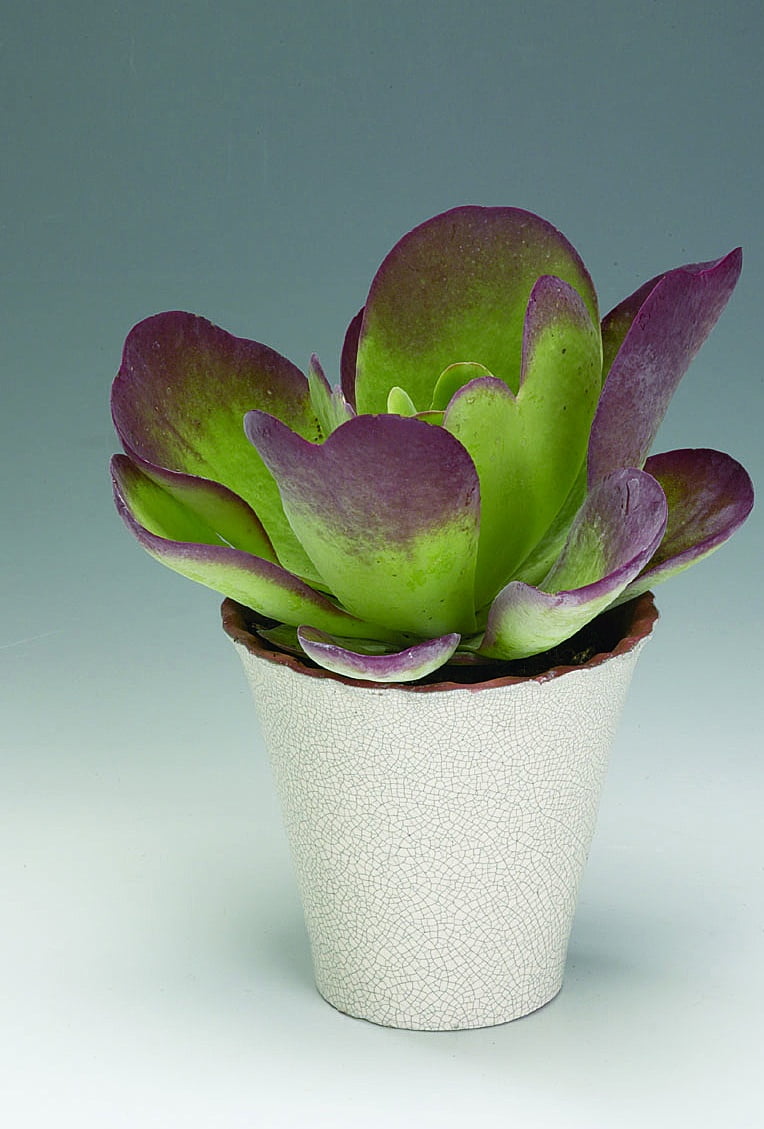 Doft-kalankoe Kalanchoe thyrsiflora