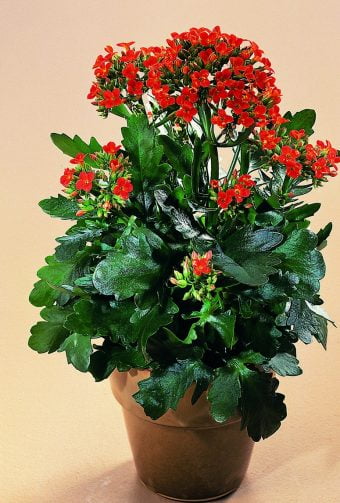 Kalankoe Kalanchoë African