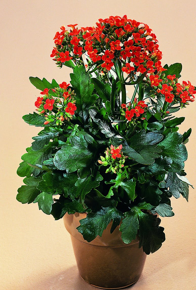 Kalankoe Kalanchoë African