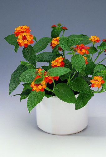 Eldkrona Lantana camara-hybrid