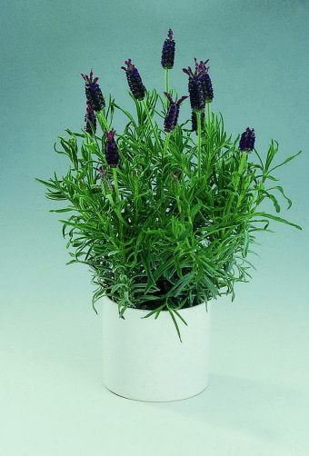 Lavendel Lavandula stoechas
