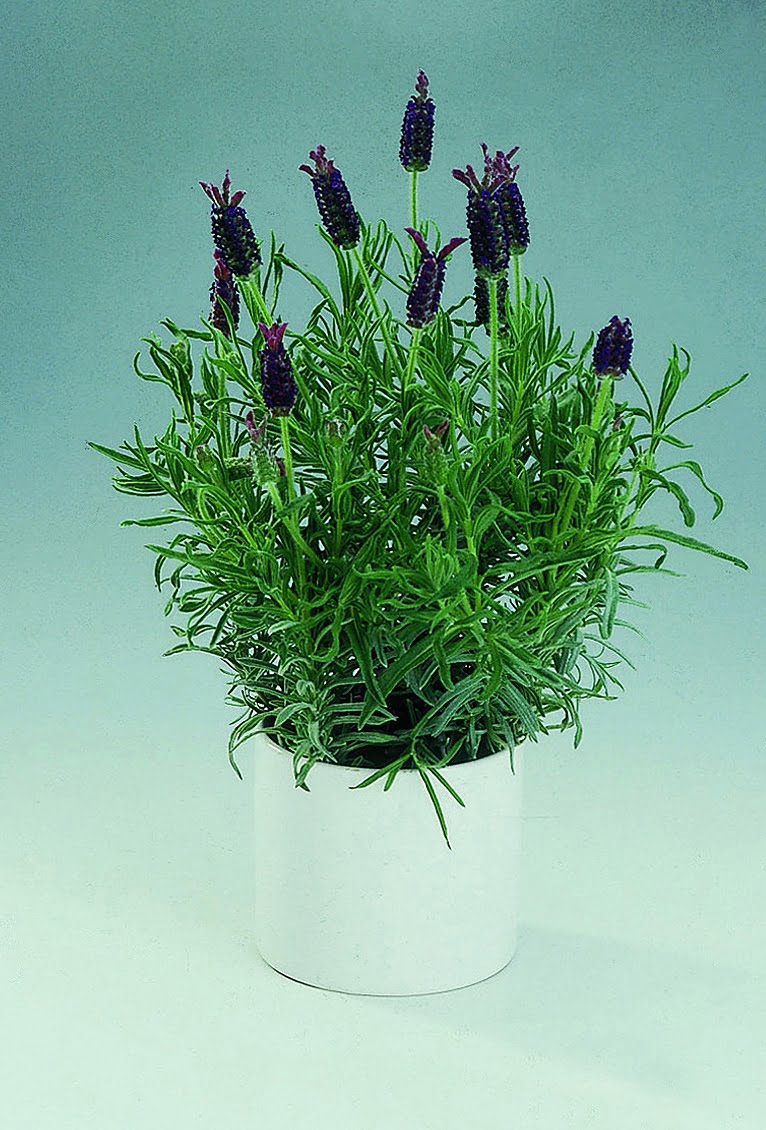Lavendel Lavandula stoechas