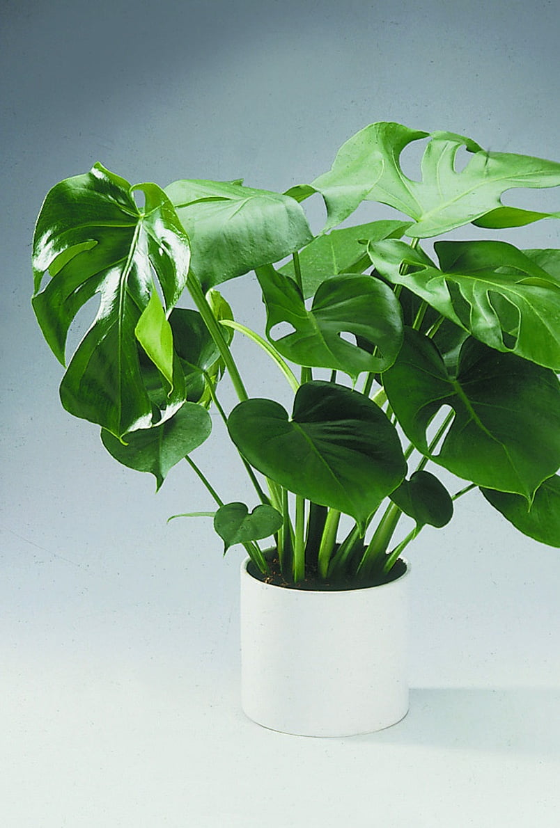 Monstera Monstera deliciosa