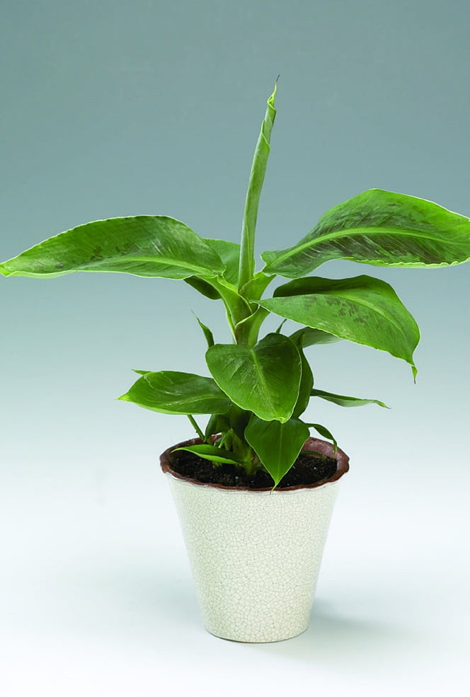 Kanariebanan Musa acuminata