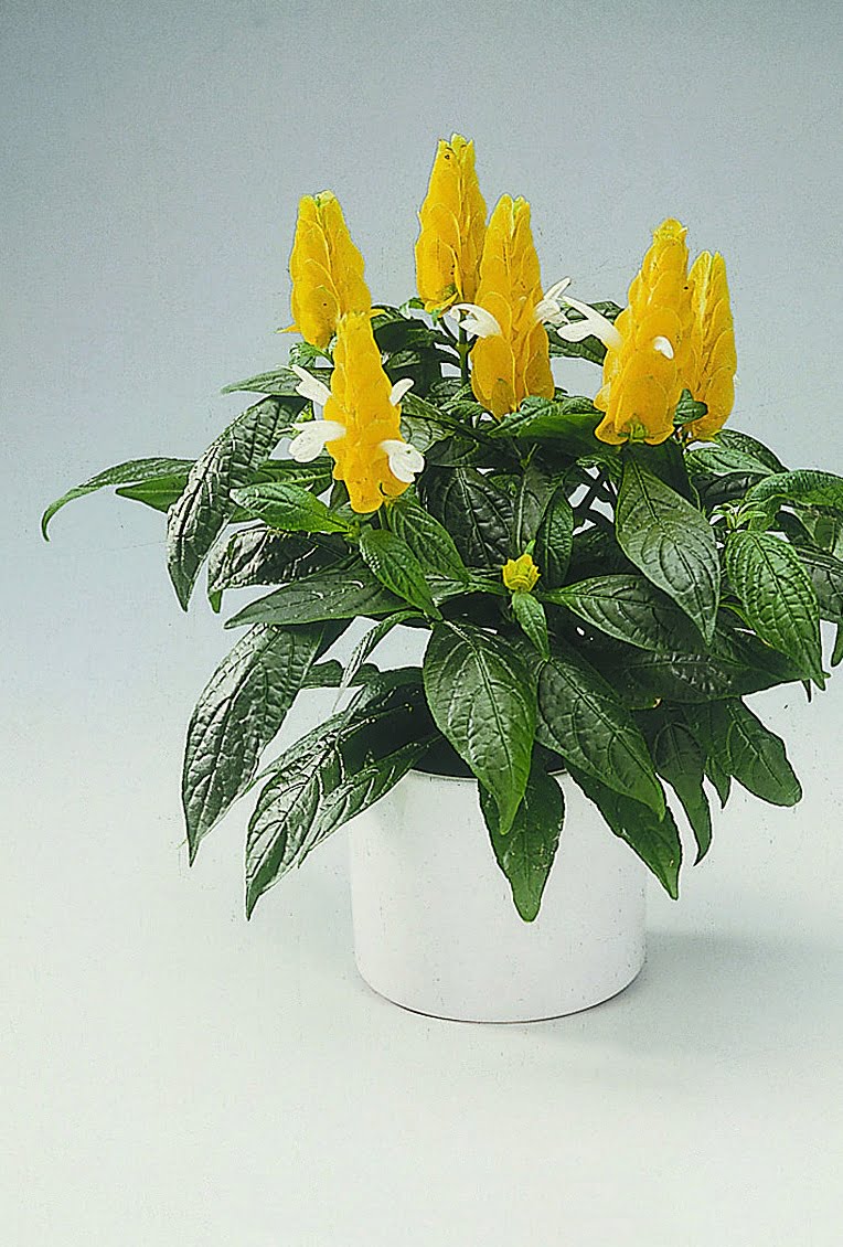 Guldax Pachystachus lutea