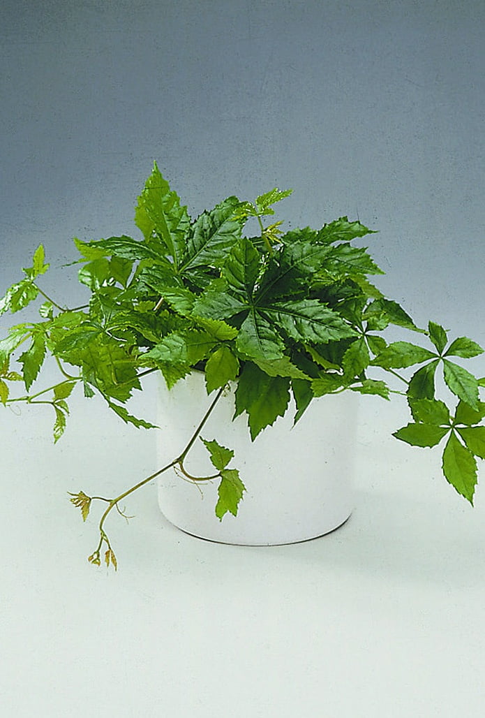 Kina-vildvin Partenocissus henryana
