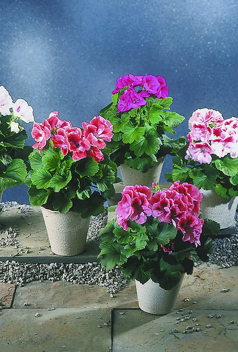 Engelsk pelargon Pelargonium grandiflorum hybrida