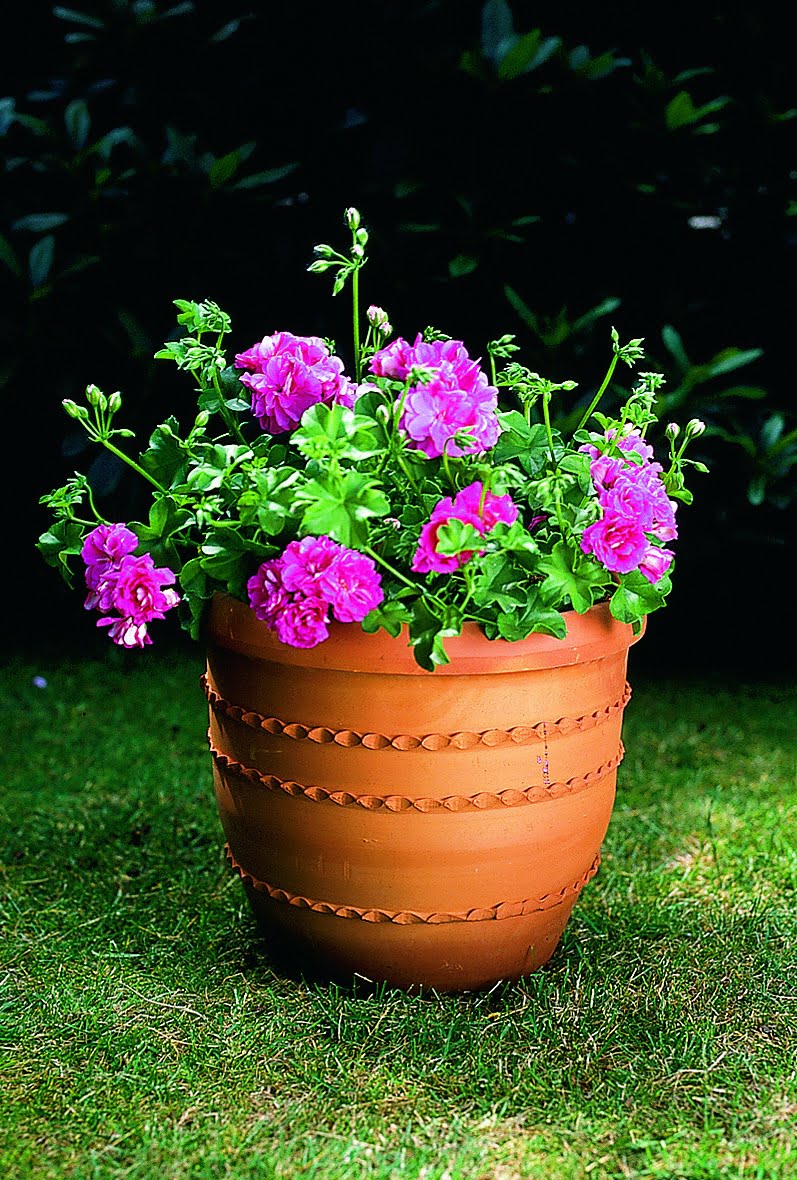 Häng-pelargon Pelargonium peltatum-hybrid