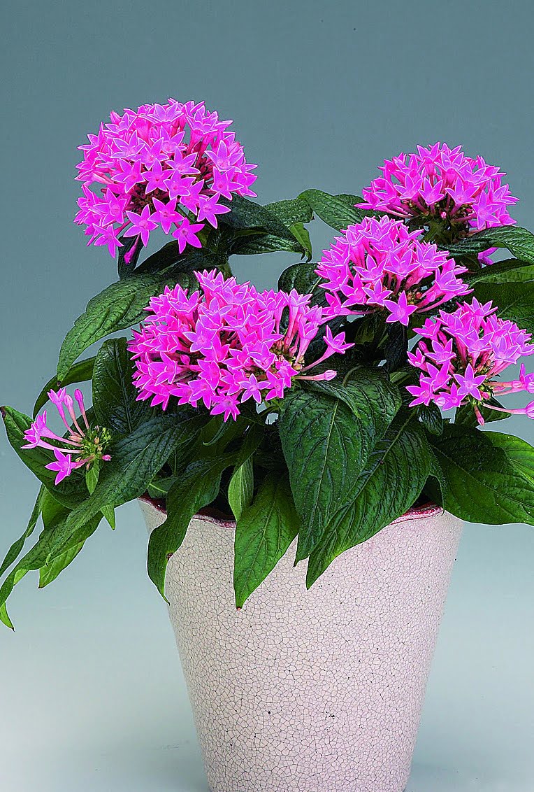 Femudding Pentas lanceolata