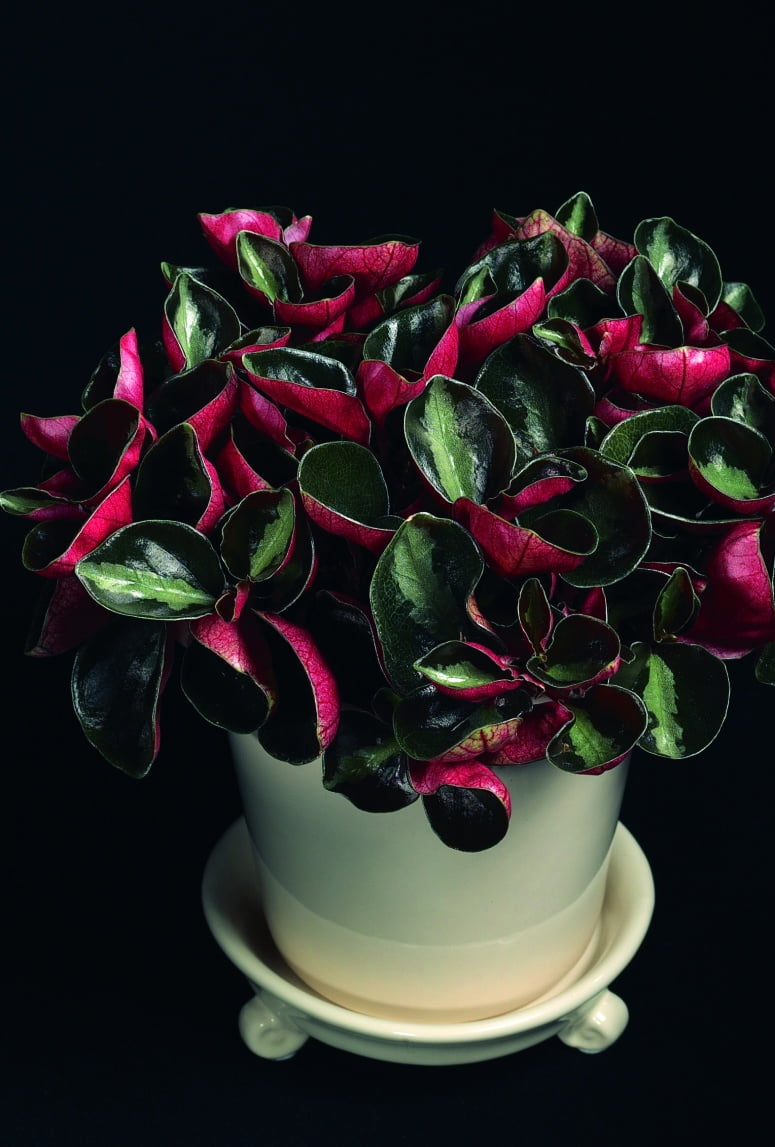 Marmorpeperomia Peperomia Colombiana