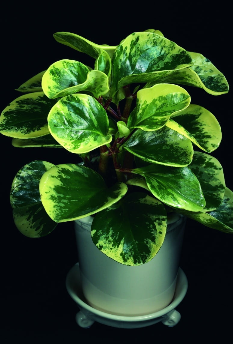 Fredsgrönska Peperomia Obtusifolia Greengold