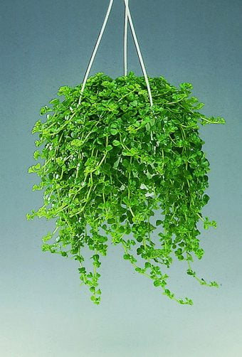 Mörkbladig glanspilea Pilea depressa