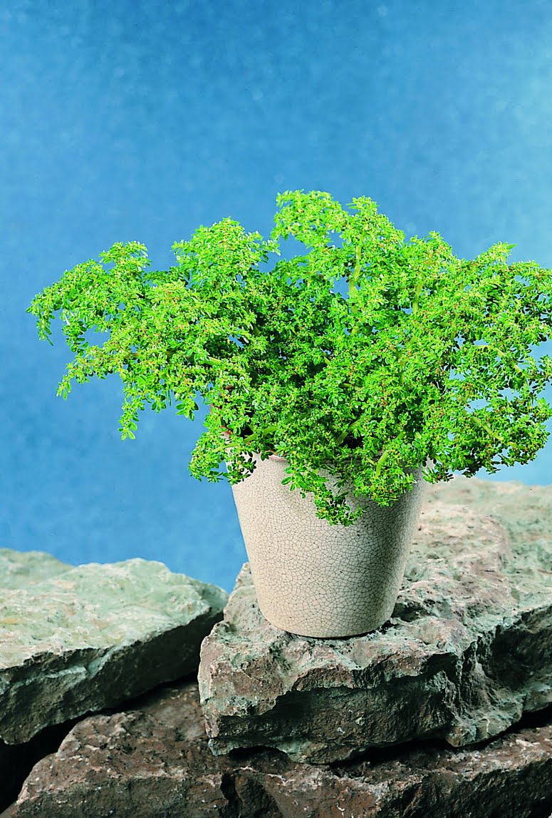 Mosspilea Pilea microphylla
