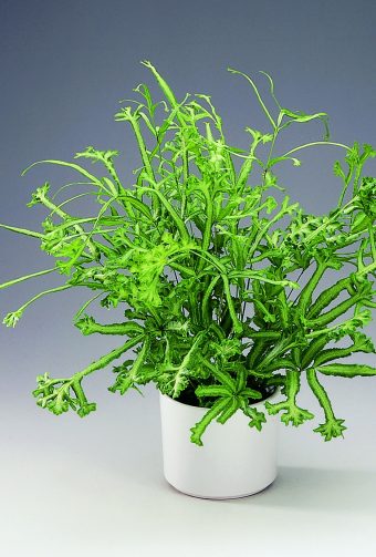 Kantbräken Pteris cretica