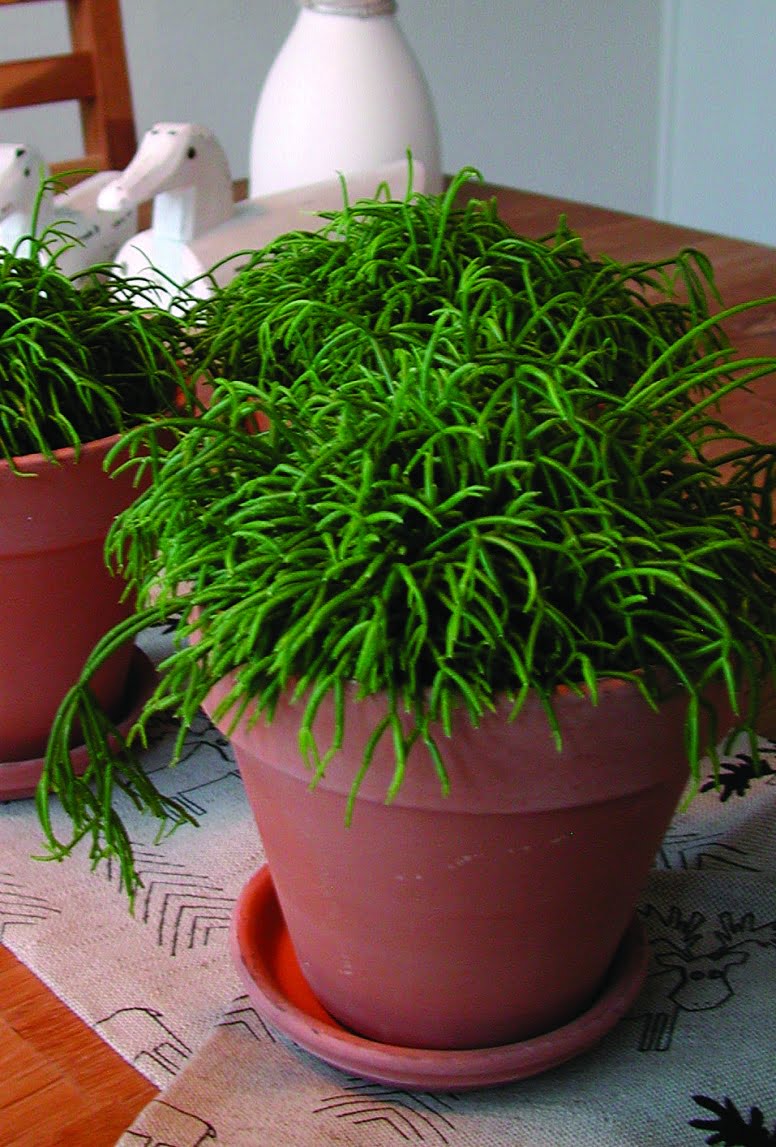 Mistelkaktus Rhipsalis cassutha
