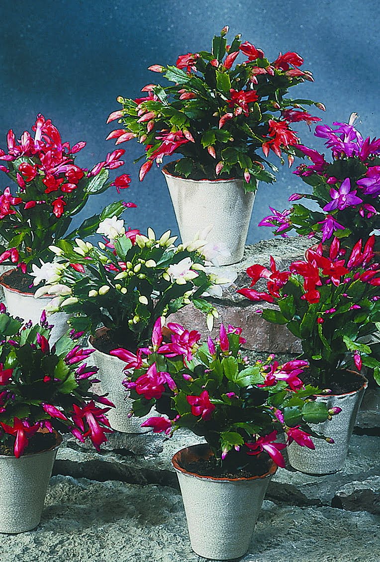 Jul-/Påskkaktus Schlumbergera hybrider