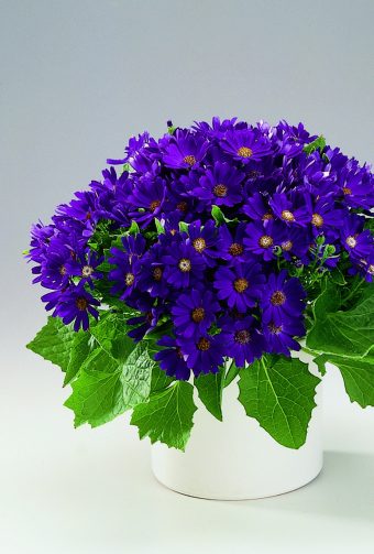 Cineraria Senecio cruentus-hybrid