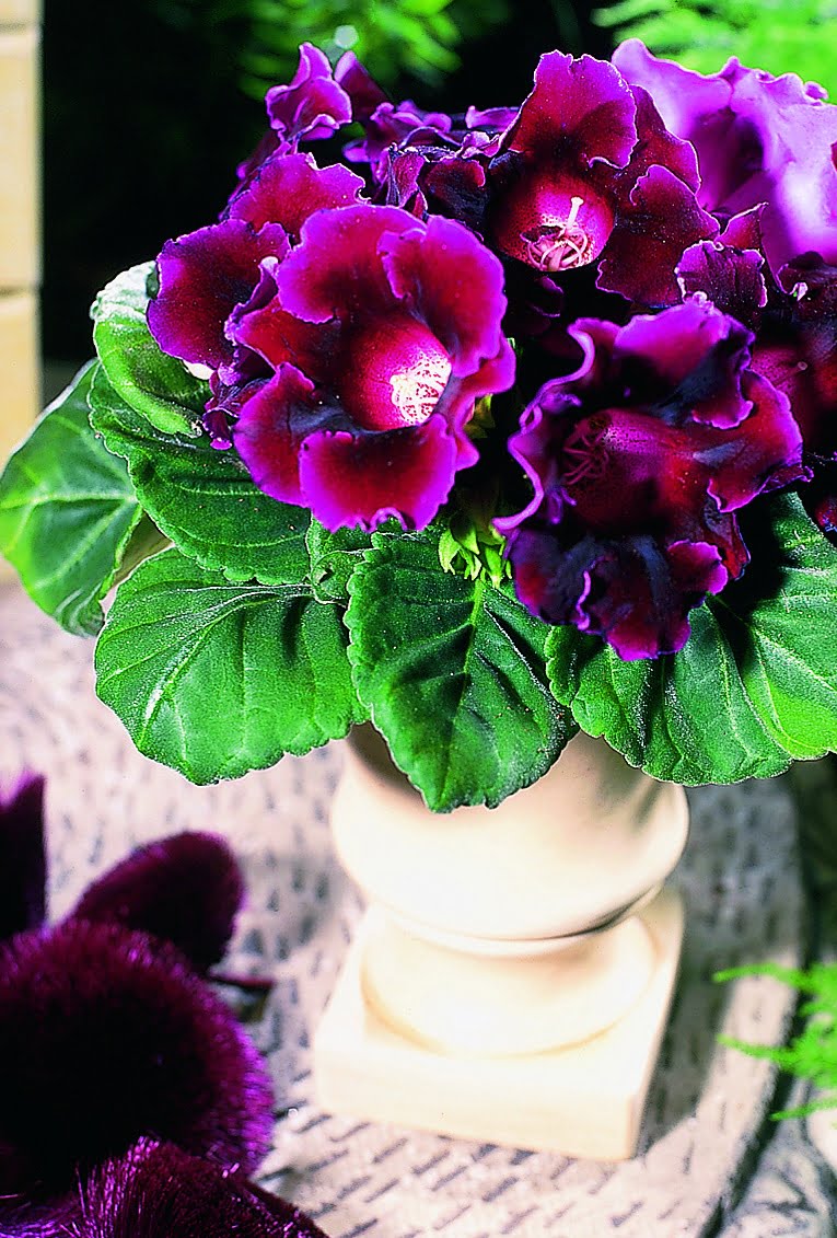 Miniatyrgloxinia Sinningia speciosa