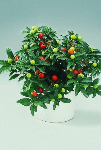 Korallbär Solanum pseudocapsicum