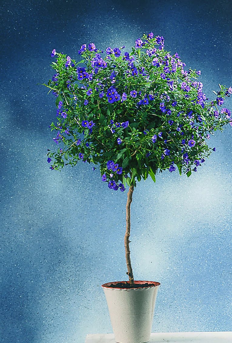 Himmelsöga Solanum rantonnetii